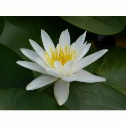 Nymphaea 'Alba' | Water Lily 11 Nymphaea 'Alba' | Water Lily -Cheap July Plants Store PL0982 add image 2 8f39