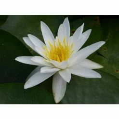 Nymphaea 'Alba' | Water Lily 12 Nymphaea 'Alba' | Water Lily -Cheap July Plants Store PL0982 add image 3 0a19