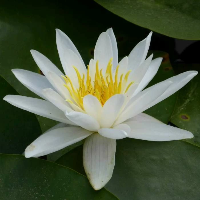Nymphaea 'Alba' | Water Lily 4 Nymphaea 'Alba' | Water Lily - Image 2