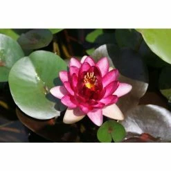 Nymphaea 'Almost Black' | Water Lily -Cheap July Plants Store PL0984 add image 1 5c00