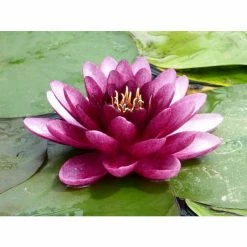 Nymphaea 'Almost Black' | Water Lily -Cheap July Plants Store PL0984 add image 2 ee27