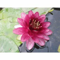 Nymphaea 'Almost Black' | Water Lily -Cheap July Plants Store PL0984 add image 3 3b91