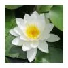 Nymphaea 'Gladstoniana' | Water Lily