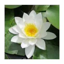 Nymphaea 'Gladstoniana' | Water Lily