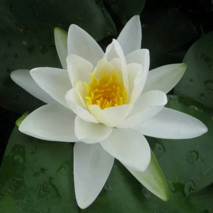 Nymphaea 'Gladstoniana' | Water Lily 4 Nymphaea 'Gladstoniana' | Water Lily - Image 2