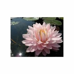 Large Water-Lily 'Gloire du Temple-sur-Lot' Nymphaea 'Gloire du Temple-sur-Lot' - 3L Pot 7 Large Water-Lily 'Gloire du Temple-sur-Lot' Nymphaea 'Gloire du Temple-sur-Lot' - 3L Pot -Cheap July Plants Store PL1002 add image 1 357e