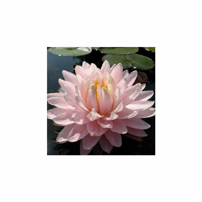 Large Water-Lily 'Gloire du Temple-sur-Lot' Nymphaea 'Gloire du Temple-sur-Lot' - 3L Pot 3 Large Water-Lily 'Gloire du Temple-sur-Lot' Nymphaea 'Gloire du Temple-sur-Lot' - 3L Pot
