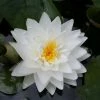 Large Double Petal White Water Lily - Nymphaea 'Gonnere' - 3L Pot 1 Large Double Petal White Water Lily - Nymphaea 'Gonnere' - 3L Pot -Cheap July Plants Store PL1004 main image 897a
