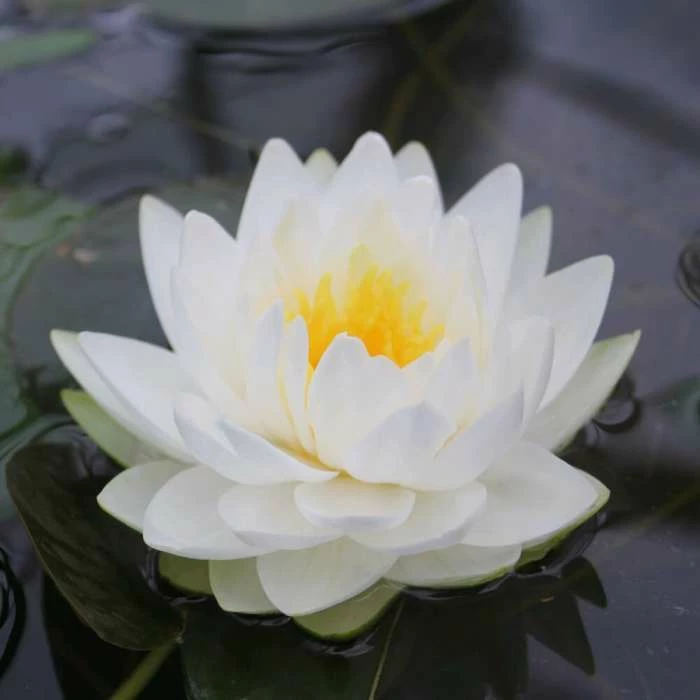 Large Double Petal White Water Lily - Nymphaea 'Gonnere' - 3L Pot 4 Large Double Petal White Water Lily - Nymphaea 'Gonnere' - 3L Pot - Image 2