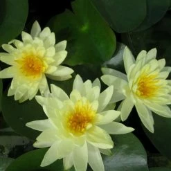 Large Water Lily 'Lemon Mist' - Nymphaea ‘Lemon Mist’ - 3L Pot 8 Large Water Lily 'Lemon Mist' - Nymphaea ‘Lemon Mist’ - 3L Pot -Cheap July Plants Store PL1012 add image 1 b38e