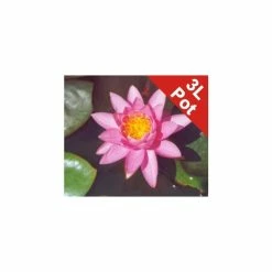 Large Double Petal Water Lily 'Madamme Wilfron Gonnere' - Nymphaea 'Madamme Wilfron Gonnere' - 3L Pot