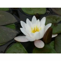 Nymphaea 'Marliacea 'Carnea' | Water Lily 7 Nymphaea 'Marliacea 'Carnea' | Water Lily -Cheap July Plants Store PL1016 add image 1 d1e0