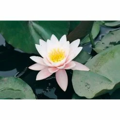 Large Water Lily 'Marliacea Rosea' Nymphaea 'Marliacea Rosea' - 3L Pot 7 Large Water Lily 'Marliacea Rosea' Nymphaea 'Marliacea Rosea' - 3L Pot -Cheap July Plants Store PL1018 add image 1 9e77
