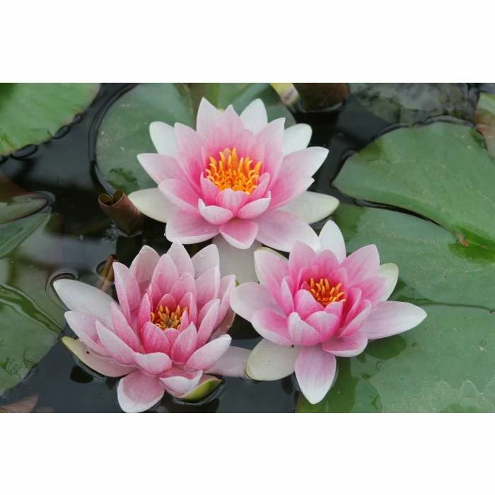 Large Water Lily 'Mrs Richmond' Nymphaea 'Mrs Richmond' - 3L Pot 5 Large Water Lily 'Mrs Richmond' Nymphaea 'Mrs Richmond' - 3L Pot - Image 3