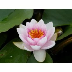 Large Water Lily 'Mrs Richmond' Nymphaea 'Mrs Richmond' - 3L Pot 12 Large Water Lily 'Mrs Richmond' Nymphaea 'Mrs Richmond' - 3L Pot -Cheap July Plants Store PL1022 add image 2 c947