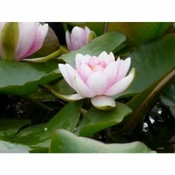 Large Water Lily 'Mrs Richmond' Nymphaea 'Mrs Richmond' - 3L Pot 13 Large Water Lily 'Mrs Richmond' Nymphaea 'Mrs Richmond' - 3L Pot -Cheap July Plants Store PL1022 add image 3 20b6