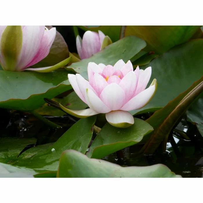 Large Water Lily 'Mrs Richmond' Nymphaea 'Mrs Richmond' - 3L Pot 7 Large Water Lily 'Mrs Richmond' Nymphaea 'Mrs Richmond' - 3L Pot - Image 5