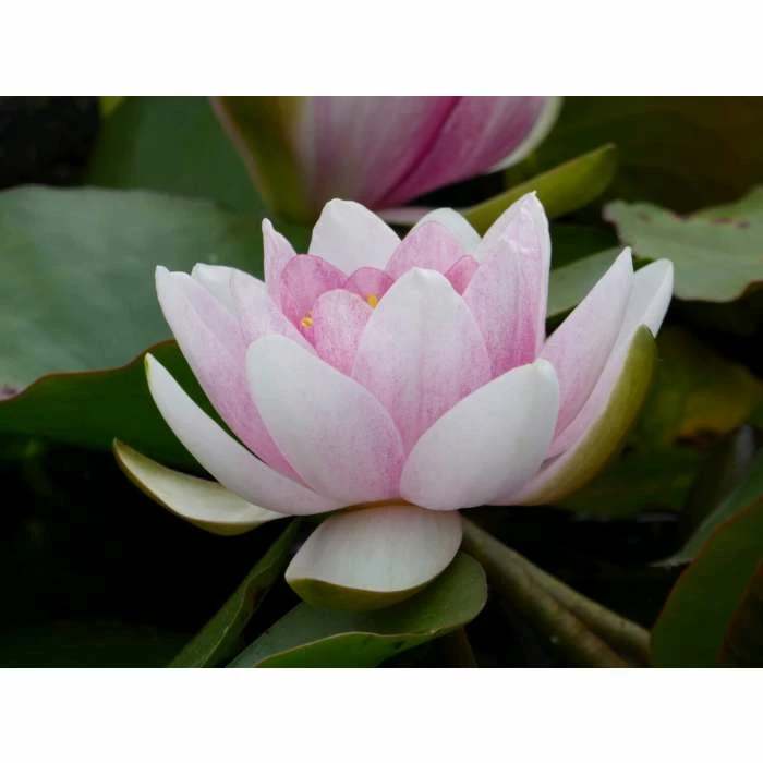 Large Water Lily 'Mrs Richmond' Nymphaea 'Mrs Richmond' - 3L Pot 8 Large Water Lily 'Mrs Richmond' Nymphaea 'Mrs Richmond' - 3L Pot - Image 6