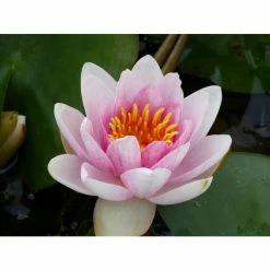 Large Water Lily 'Mrs Richmond' Nymphaea 'Mrs Richmond' - 3L Pot 15 Large Water Lily 'Mrs Richmond' Nymphaea 'Mrs Richmond' - 3L Pot -Cheap July Plants Store PL1022 add image 5 604f