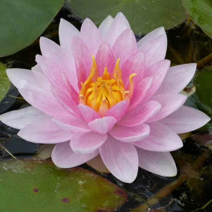 Large Water Lily 'Mrs Richmond' Nymphaea 'Mrs Richmond' - 3L Pot 4 Large Water Lily 'Mrs Richmond' Nymphaea 'Mrs Richmond' - 3L Pot - Image 2