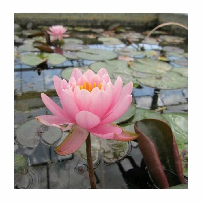 Large Fragrant Water Lily 'Firecrest' Nymphaea odorata 'Firecrest' - 3L Pot 4 Large Fragrant Water Lily 'Firecrest' Nymphaea odorata 'Firecrest' - 3L Pot - Image 2