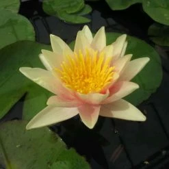 Nymphaea 'Paul Hariot' | Water Lily -Cheap July Plants Store PL1027 add image 1 a289