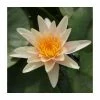 Nymphaea 'Paul Hariot' | Water Lily -Cheap July Plants Store PL1027 main image f0fe