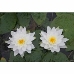 Large Water Lily 'Perry's Double White' Nymphaea 'Perry's Double White' - 3L Pot 7 Large Water Lily 'Perry's Double White' Nymphaea 'Perry's Double White' - 3L Pot -Cheap July Plants Store PL1030 add image 1 62a4
