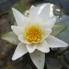 2L Dwarf Water Lily 'Alba' - Nymphaea 'Pygmaea Alba' - 2L Pot 1 2L Dwarf Water Lily 'Alba' - Nymphaea 'Pygmaea Alba' - 2L Pot -Cheap July Plants Store PL1034 main image 6e96