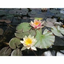 Large Water Lily 'Sioux' - Nymphaea 'Sioux' - 3L Pot -Cheap July Plants Store PL1043 add image 1 1959