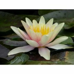 Large Water Lily 'Sioux' - Nymphaea 'Sioux' - 3L Pot -Cheap July Plants Store PL1043 add image 2 53ae