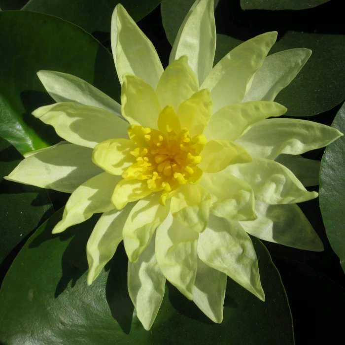 Large Water Lily 'Sun Rise' - Nymphaea 'Sun Rise' - 3L Pot 3 Large Water Lily 'Sun Rise' - Nymphaea 'Sun Rise' - 3L Pot