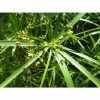 Large Umbrella Plant Cyperus involucratus - 3L Pot 2 Large Umbrella Plant Cyperus involucratus - 3L Pot -Cheap July Plants Store PL1084 main image 9e09
