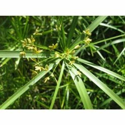 Large Umbrella Plant Cyperus involucratus - 3L Pot