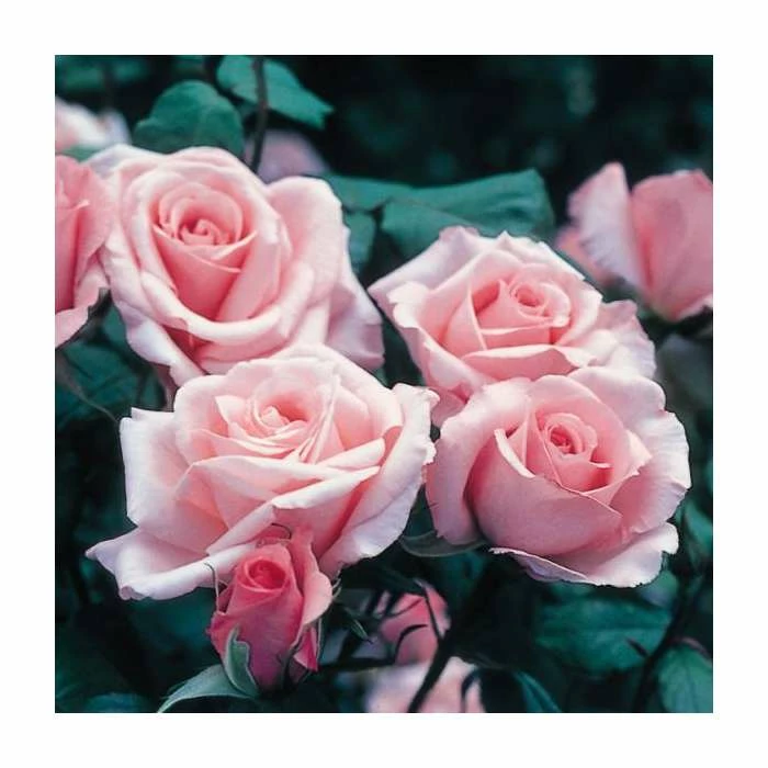 Congratulations| Hybrid Tea Rose 5 Congratulations| Hybrid Tea Rose - Image 3