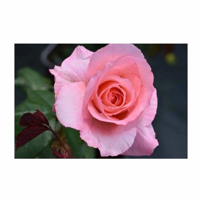 Congratulations| Hybrid Tea Rose 7 Congratulations| Hybrid Tea Rose - Image 5