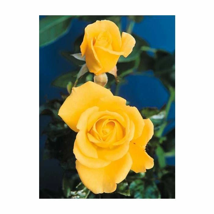Especially For You' Bush Rose - 5.5L Pot 4 Especially For You' Bush Rose - 5.5L Pot - Image 2