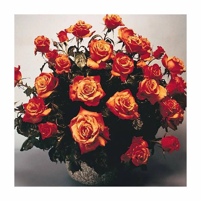 'Remember Me' Bush Rose - 5.5L Pot 4 'Remember Me' Bush Rose - 5.5L Pot - Image 2