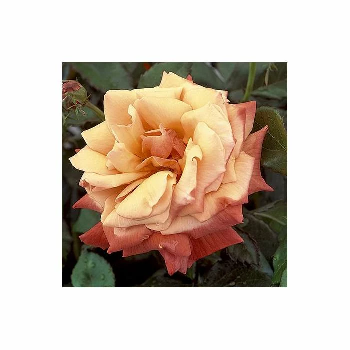 'Remember Me' Bush Rose - 5.5L Pot 5 'Remember Me' Bush Rose - 5.5L Pot - Image 3