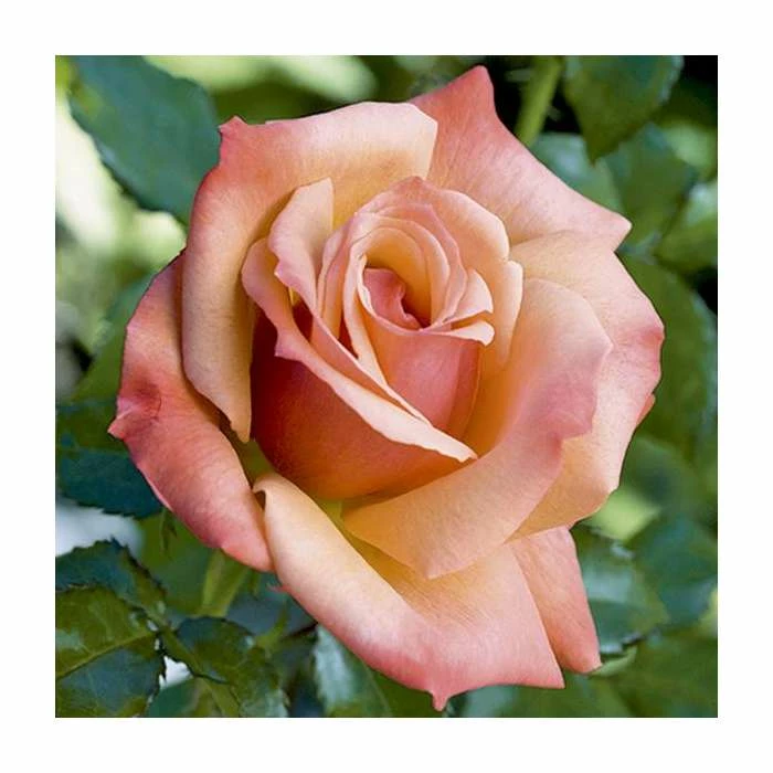 'Remember Me' Bush Rose - 5.5L Pot 3 'Remember Me' Bush Rose - 5.5L Pot