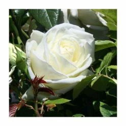 Silver Anniversary | Hybrid Tea Rose