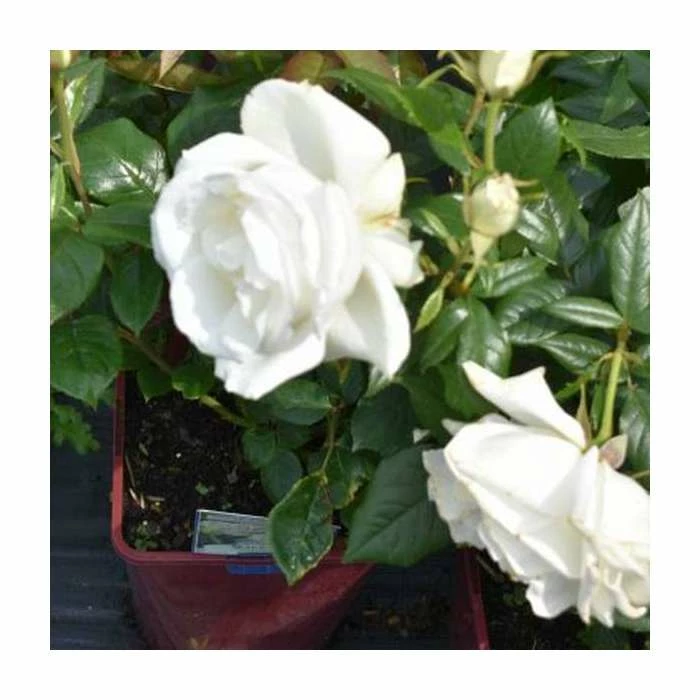 Silver Anniversary | Hybrid Tea Rose 4 Silver Anniversary | Hybrid Tea Rose - Image 2