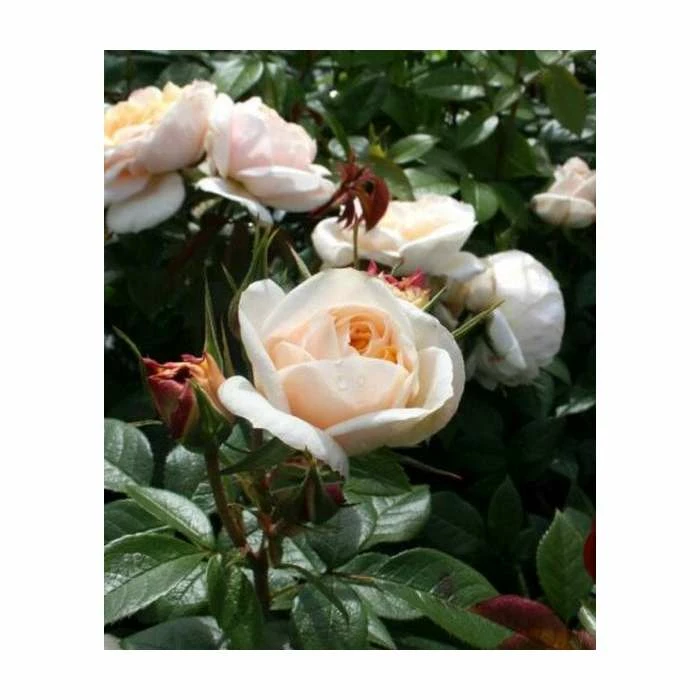 Champagne Moment' Bush Rose - 5.5L Pot 5 Champagne Moment' Bush Rose - 5.5L Pot - Image 3