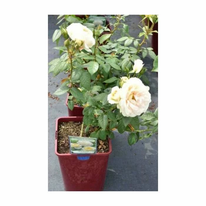 Champagne Moment' Bush Rose - 5.5L Pot 6 Champagne Moment' Bush Rose - 5.5L Pot - Image 4