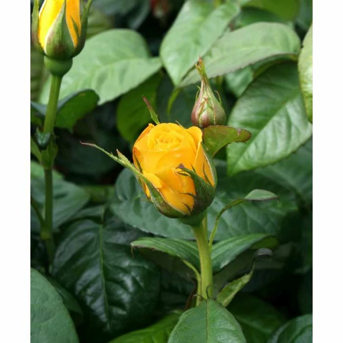Golden Wedding' Bush Rose - 5.5L Pot 5 Golden Wedding' Bush Rose - 5.5L Pot - Image 3