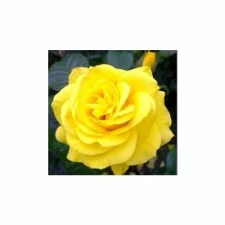 Golden Wedding' Bush Rose - 5.5L Pot 10 Golden Wedding' Bush Rose - 5.5L Pot -Cheap July Plants Store PL11011 add image 2 fbde