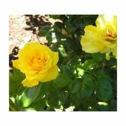 Golden Wedding' Bush Rose - 5.5L Pot 11 Golden Wedding' Bush Rose - 5.5L Pot -Cheap July Plants Store PL11011 add image 3 0f6e