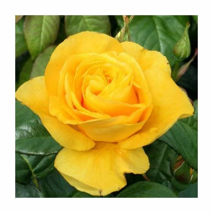 Golden Wedding' Bush Rose - 5.5L Pot 3 Golden Wedding' Bush Rose - 5.5L Pot