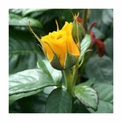 'Golden Anniversary' Patio Rose - 5.5L Pot -Cheap July Plants Store PL11018 add image 1 5134
