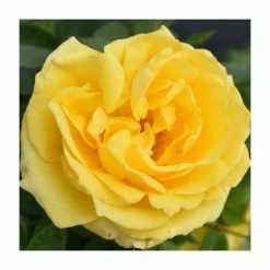'Golden Anniversary' Patio Rose - 5.5L Pot -Cheap July Plants Store PL11018 add image 2 0000